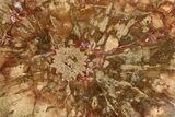Petrified Horsetail (Calamites?) From Madagascar - Rare! #191393-1